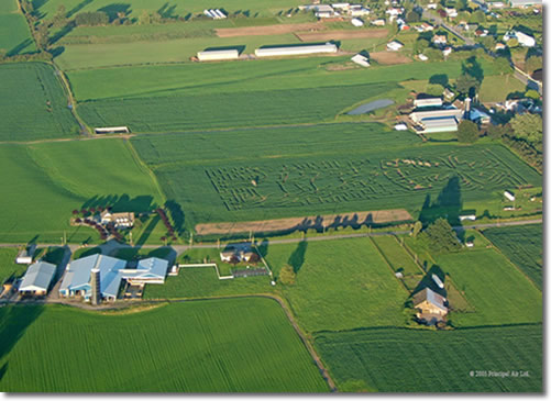 Chilliwack Corn Maze